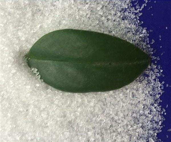 硫酸鎂價格貴嗎？農(nóng)用硫酸鎂有什么作用